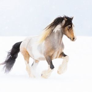 Meet your Posher, Julie